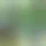 Sponke za rastline (14 kosov) | PLANTPIN