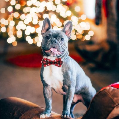 Praznična ovratnica za pse z motivom snežink | DOGICOLLAR